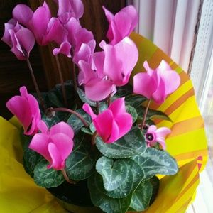 Meet your Posher, Lorena